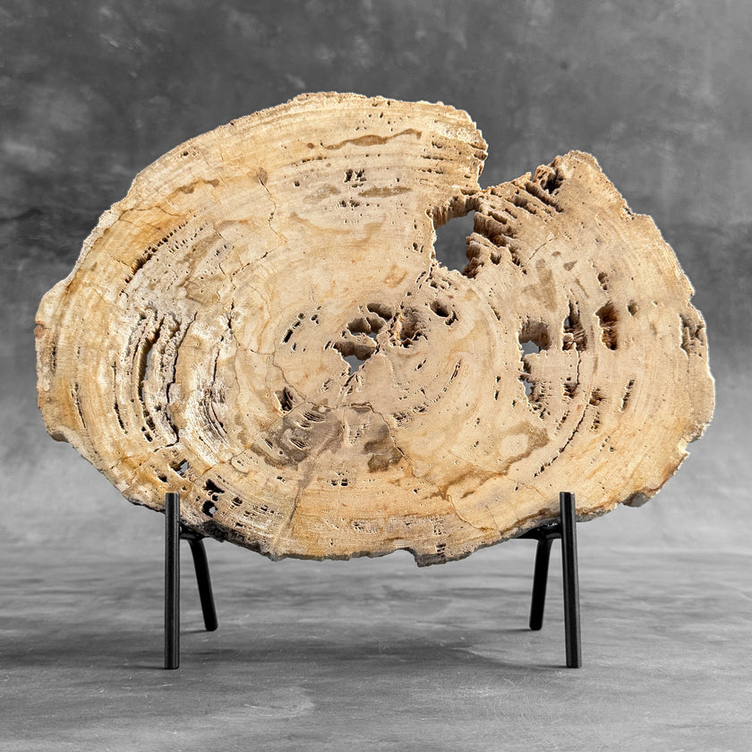 Stunning Petrified Wood Slice on Stand | PetW,A/008