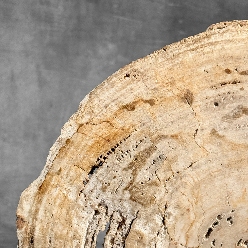 Stunning Petrified Wood Slice on Stand | PetW,A/008