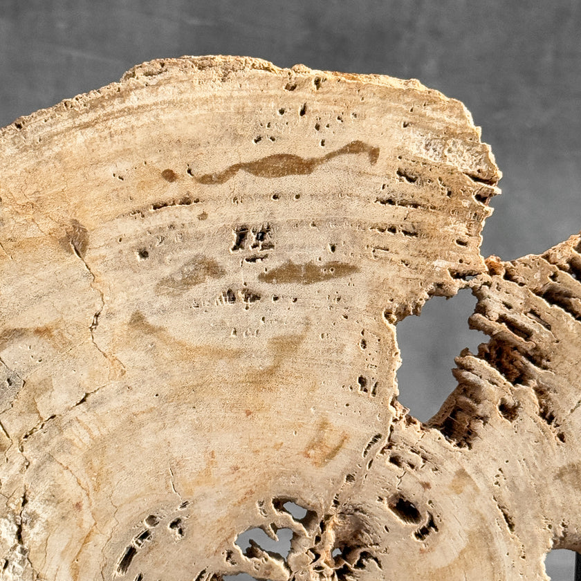 Stunning Petrified Wood Slice on Stand | PetW,A/008