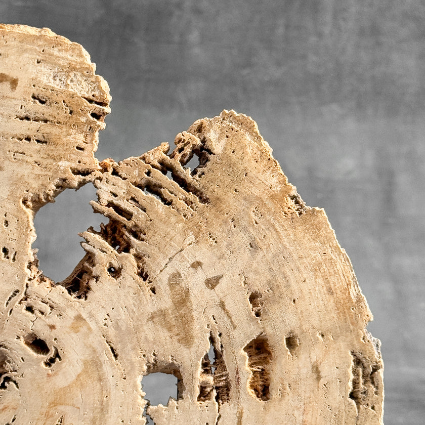 Stunning Petrified Wood Slice on Stand | PetW,A/008