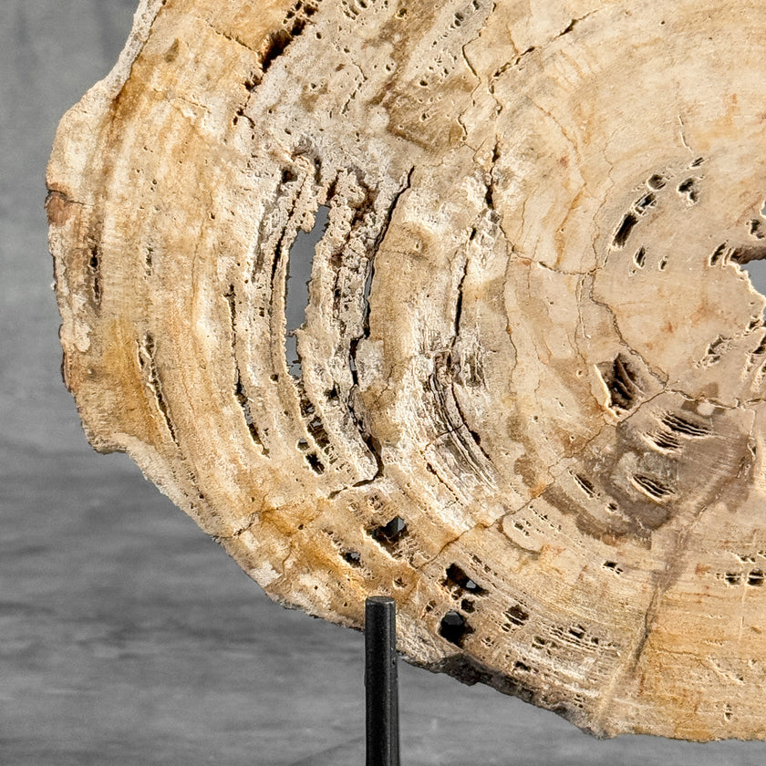 Stunning Petrified Wood Slice on Stand | PetW,A/008