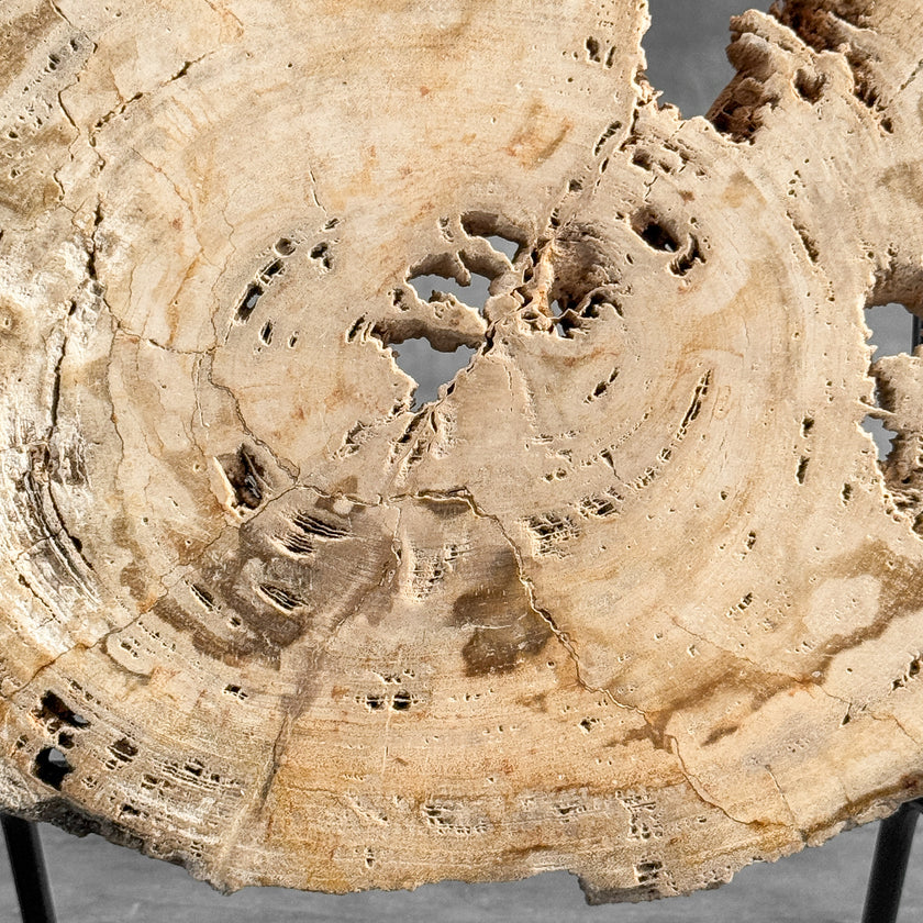 Stunning Petrified Wood Slice on Stand | PetW,A/008