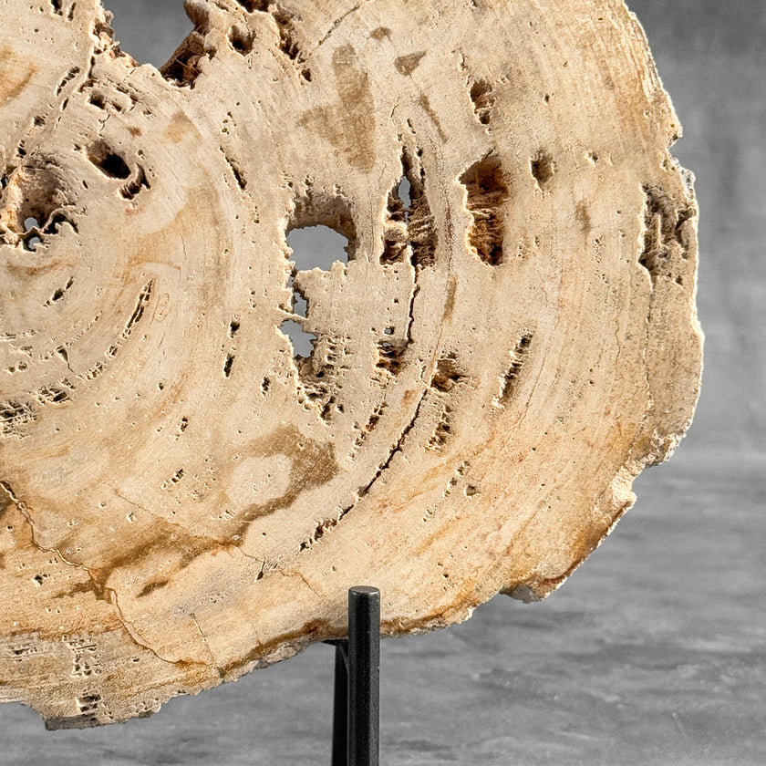 Stunning Petrified Wood Slice on Stand | PetW,A/008