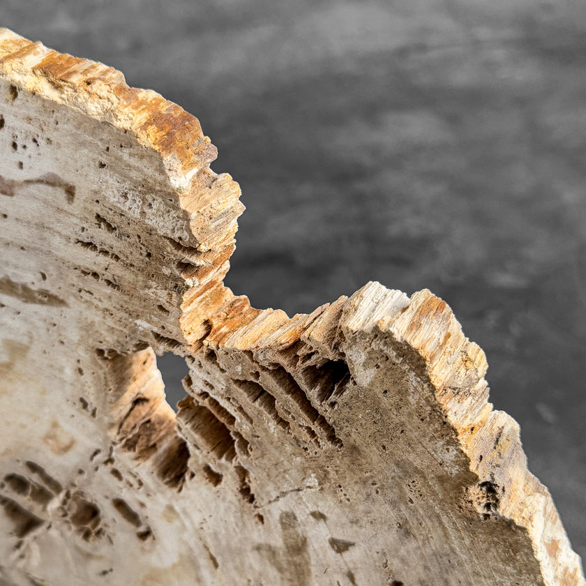 Stunning Petrified Wood Slice on Stand | PetW,A/008