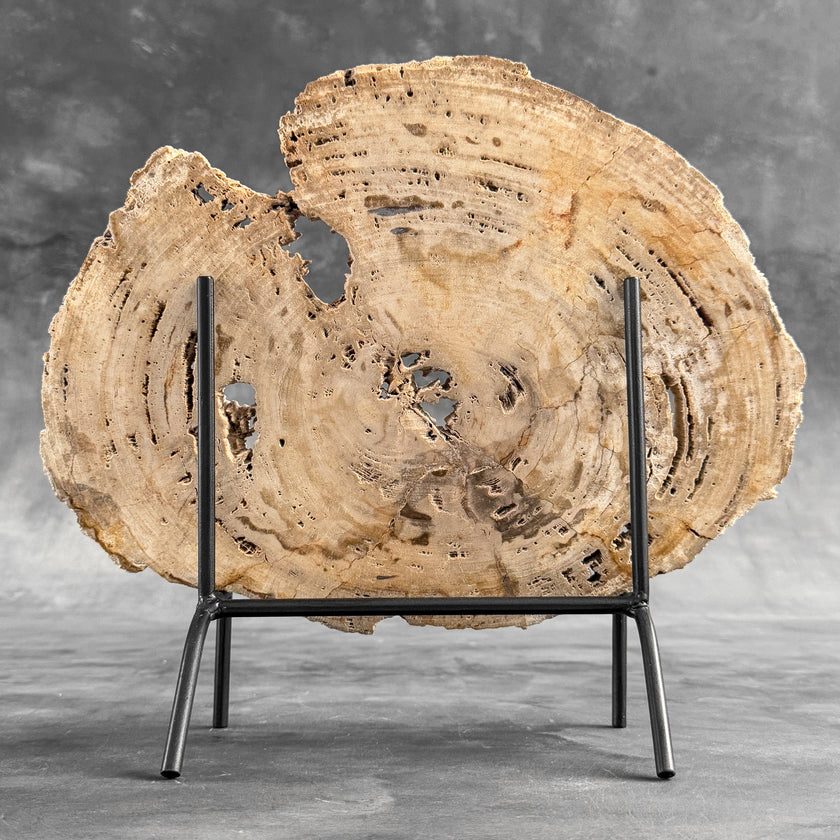 Stunning Petrified Wood Slice on Stand | PetW,A/008