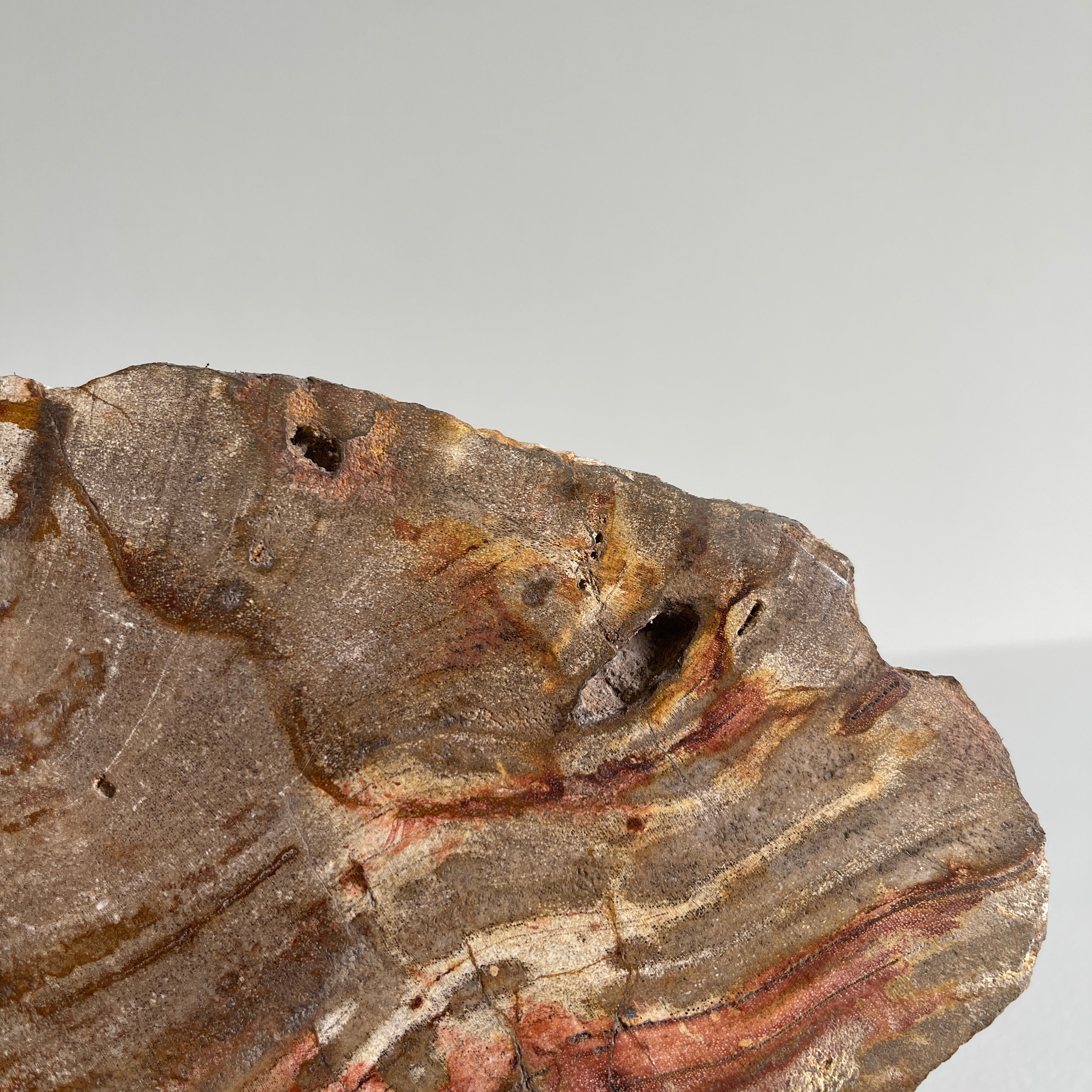 Beautiful Slice of Petrified Wood on stand PetW/092