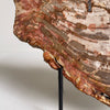 Beautiful Slice of Petrified Wood on stand PetW/092