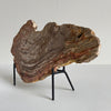 Beautiful Slice of Petrified Wood on stand PetW/092