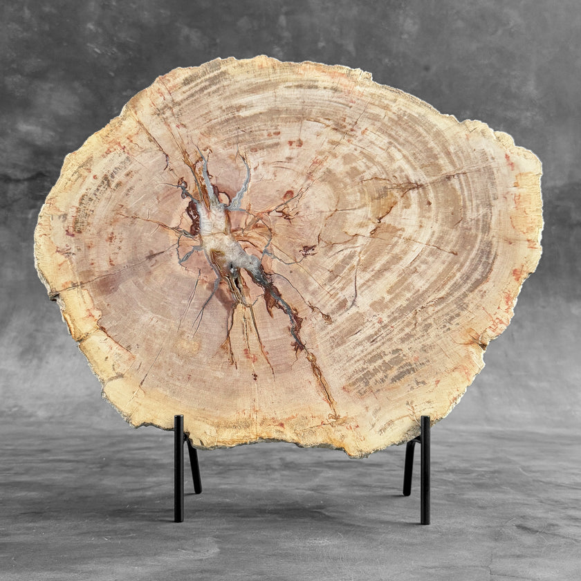 Stunning Petrified Wood Slice on Stand | PetW,A/010