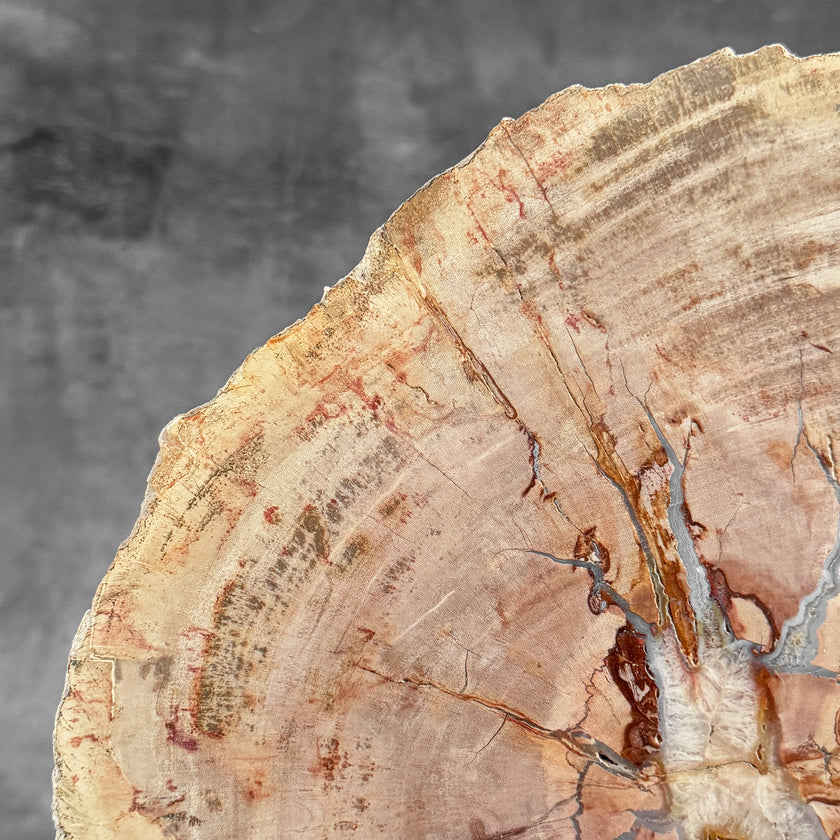 Stunning Petrified Wood Slice on Stand | PetW,A/010