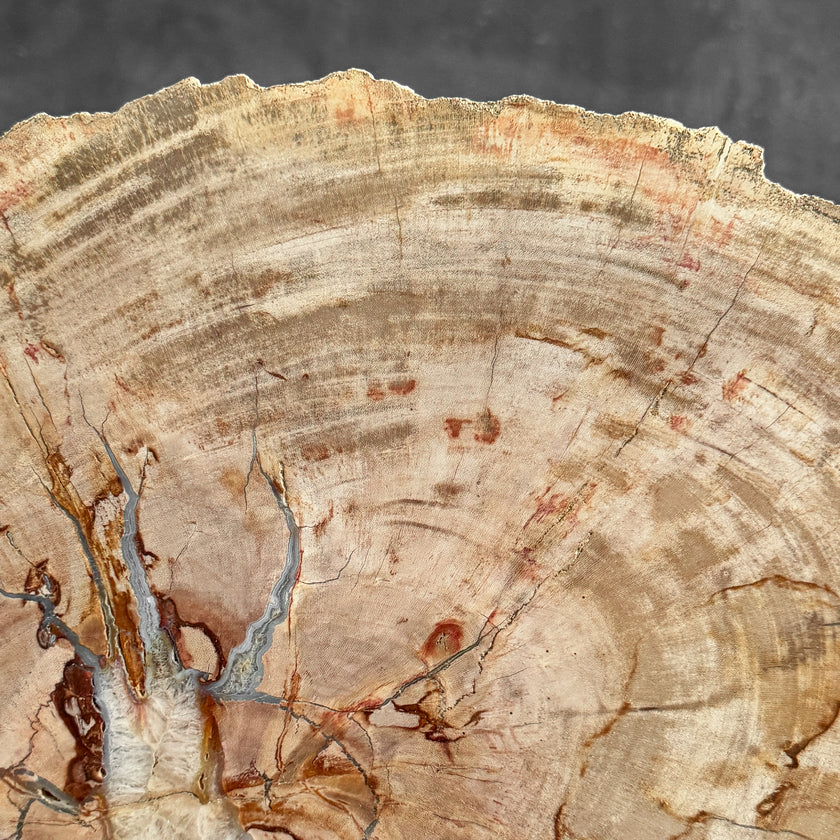 Stunning Petrified Wood Slice on Stand | PetW,A/010