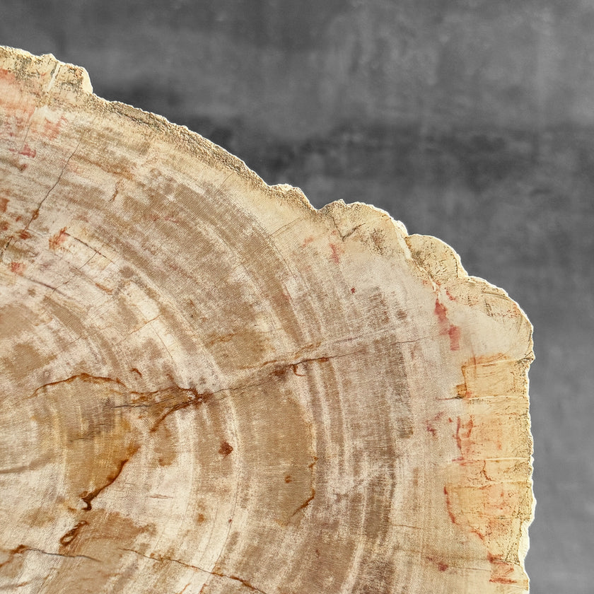 Stunning Petrified Wood Slice on Stand | PetW,A/010