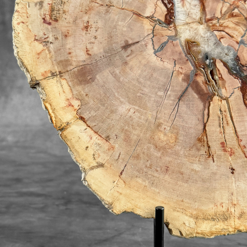 Stunning Petrified Wood Slice on Stand | PetW,A/010