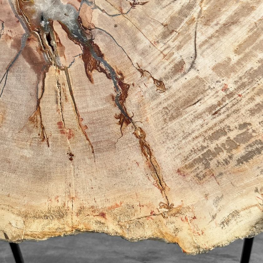 Stunning Petrified Wood Slice on Stand | PetW,A/010