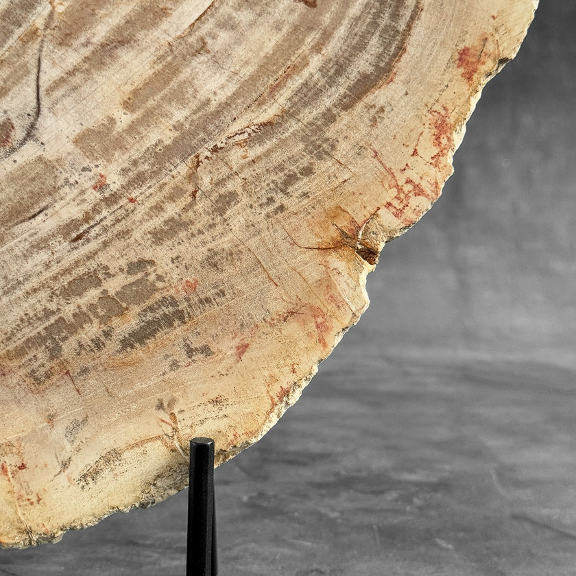 Stunning Petrified Wood Slice on Stand | PetW,A/010