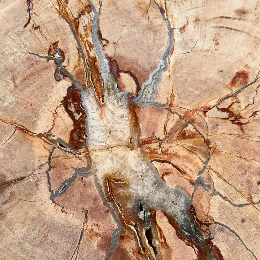 Stunning Petrified Wood Slice on Stand | PetW,A/010