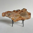 Beautiful Slice of Petrified Wood on stand PetW/094