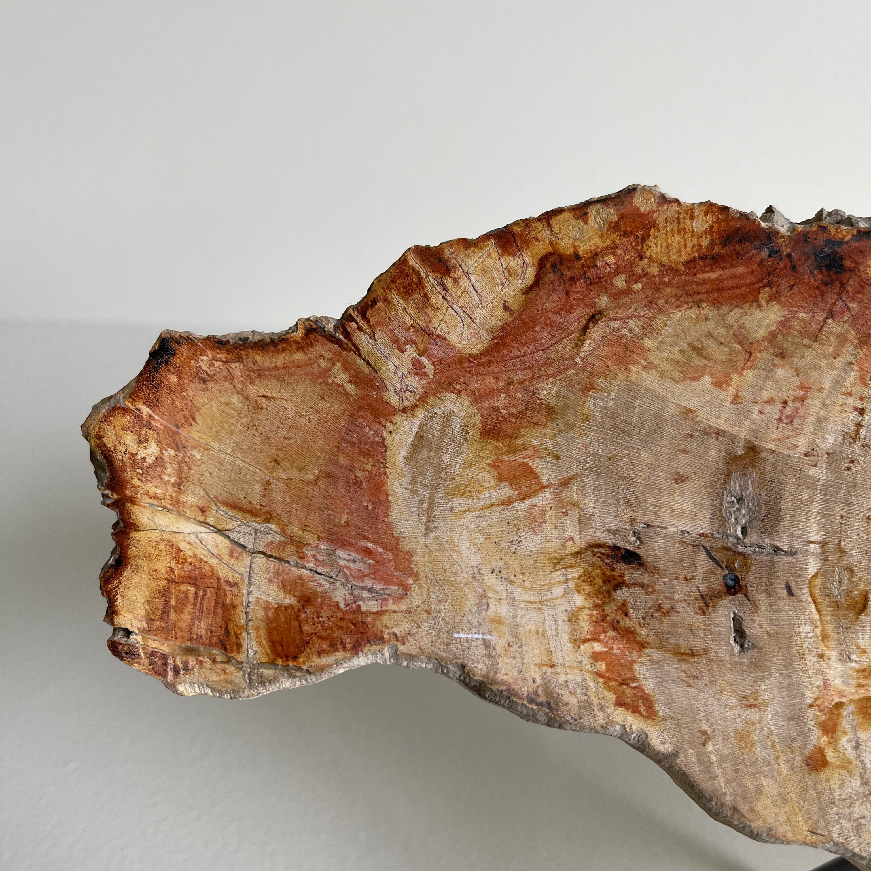 Beautiful Slice of Petrified Wood on stand PetW/094