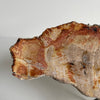 Beautiful Slice of Petrified Wood on stand PetW/094