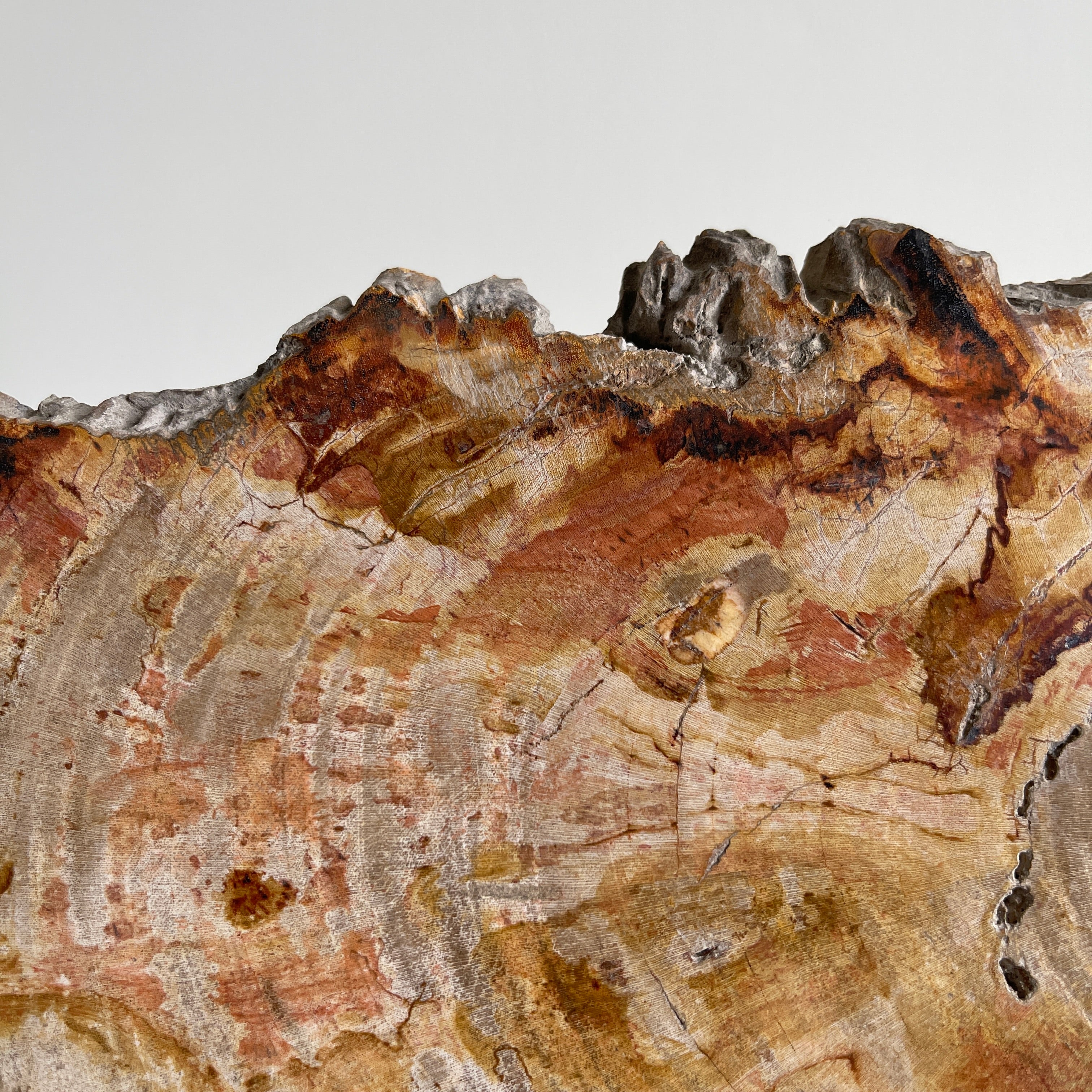 Beautiful Slice of Petrified Wood on stand PetW/094