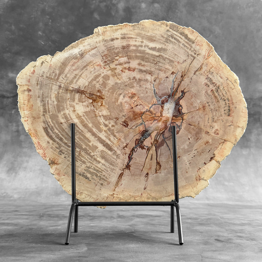 Stunning Petrified Wood Slice on Stand | PetW,A/010
