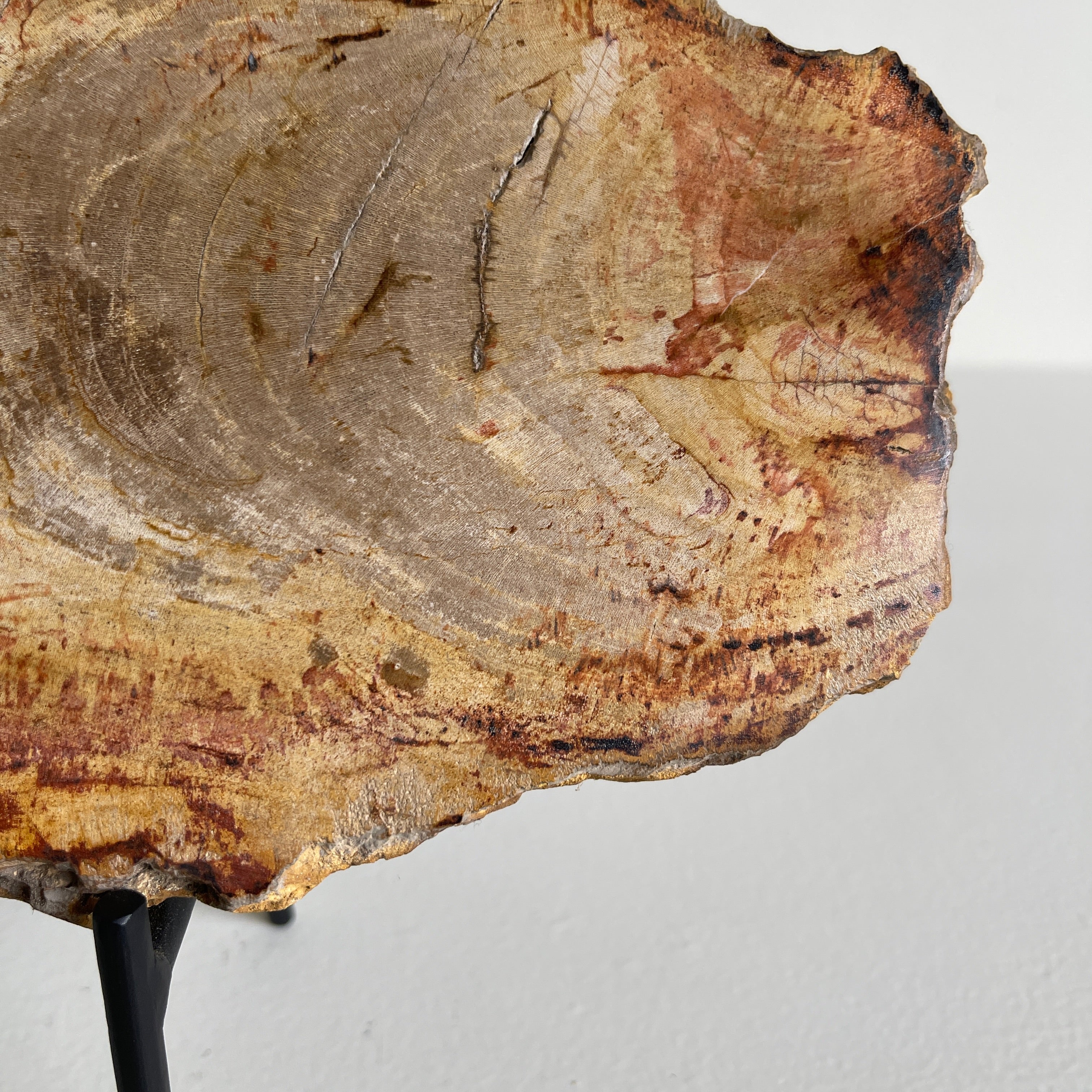 Beautiful Slice of Petrified Wood on stand PetW/094