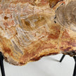 Beautiful Slice of Petrified Wood on stand PetW/094