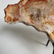 Beautiful Slice of Petrified Wood on stand PetW/094