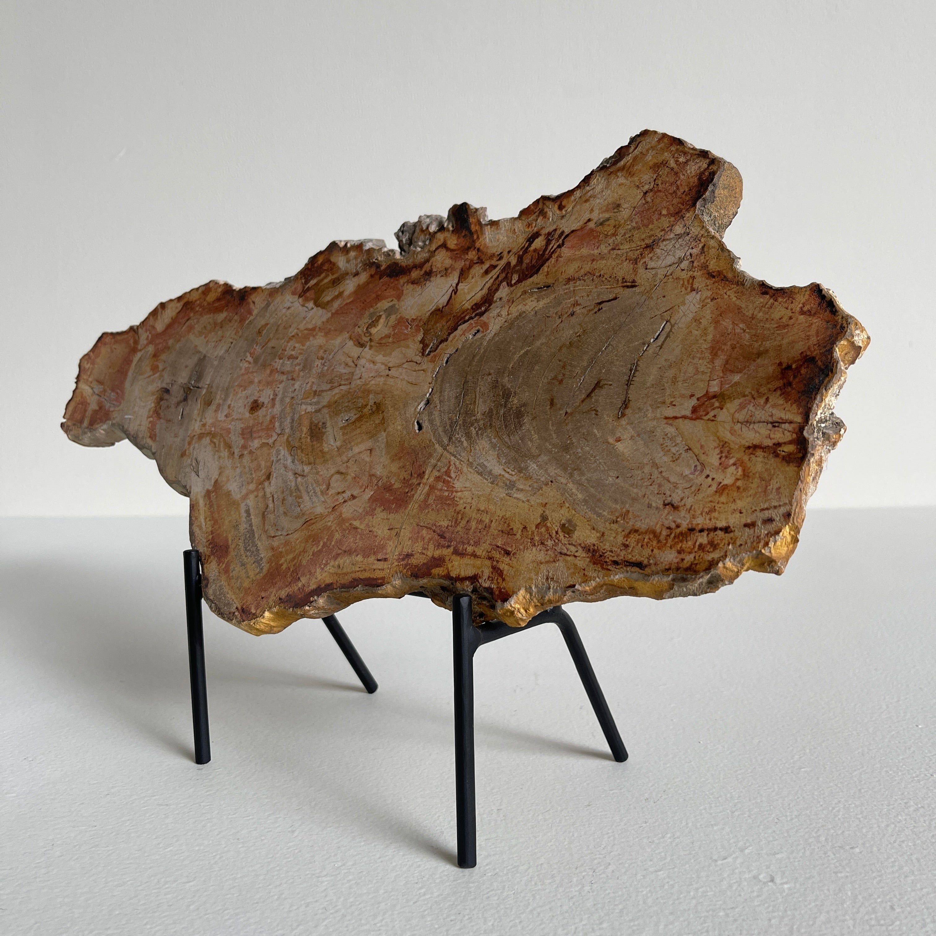 Beautiful Slice of Petrified Wood on stand PetW/094