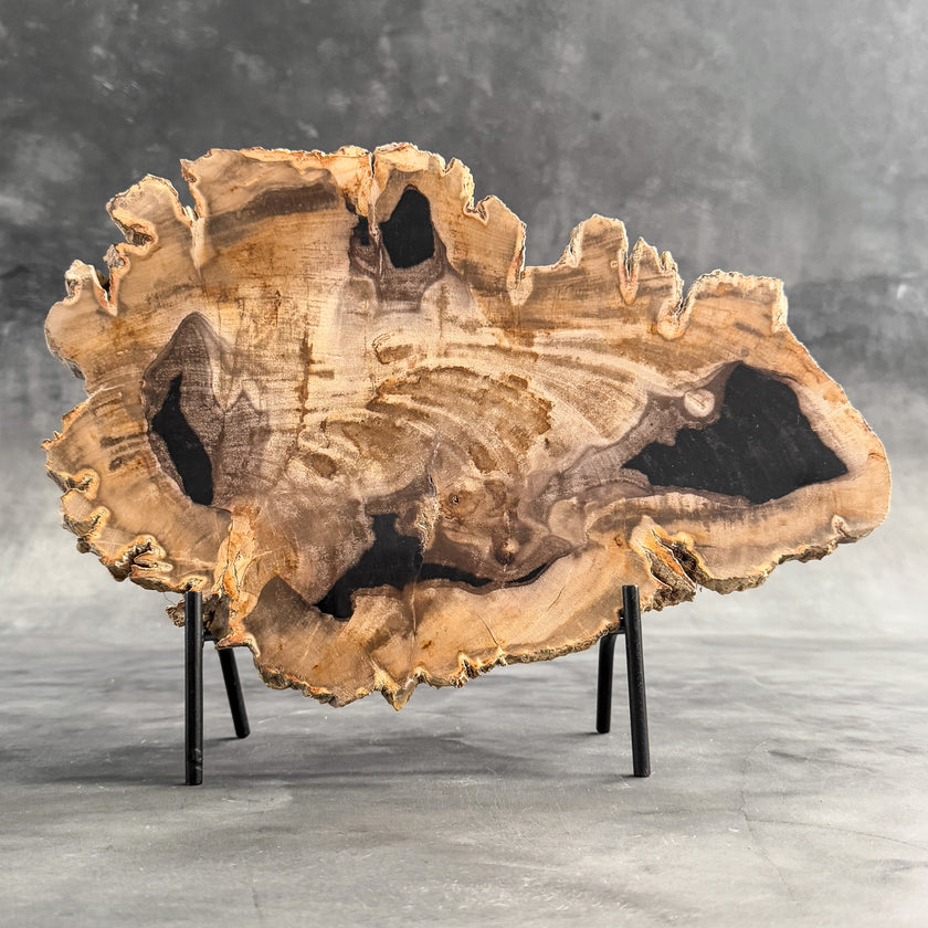 Stunning Petrified Wood Slice on Stand | PetW,A/004