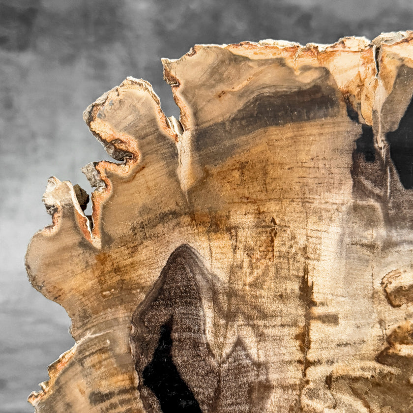 Stunning Petrified Wood Slice on Stand | PetW,A/004