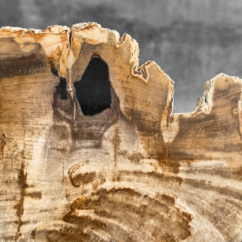 Stunning Petrified Wood Slice on Stand | PetW,A/004