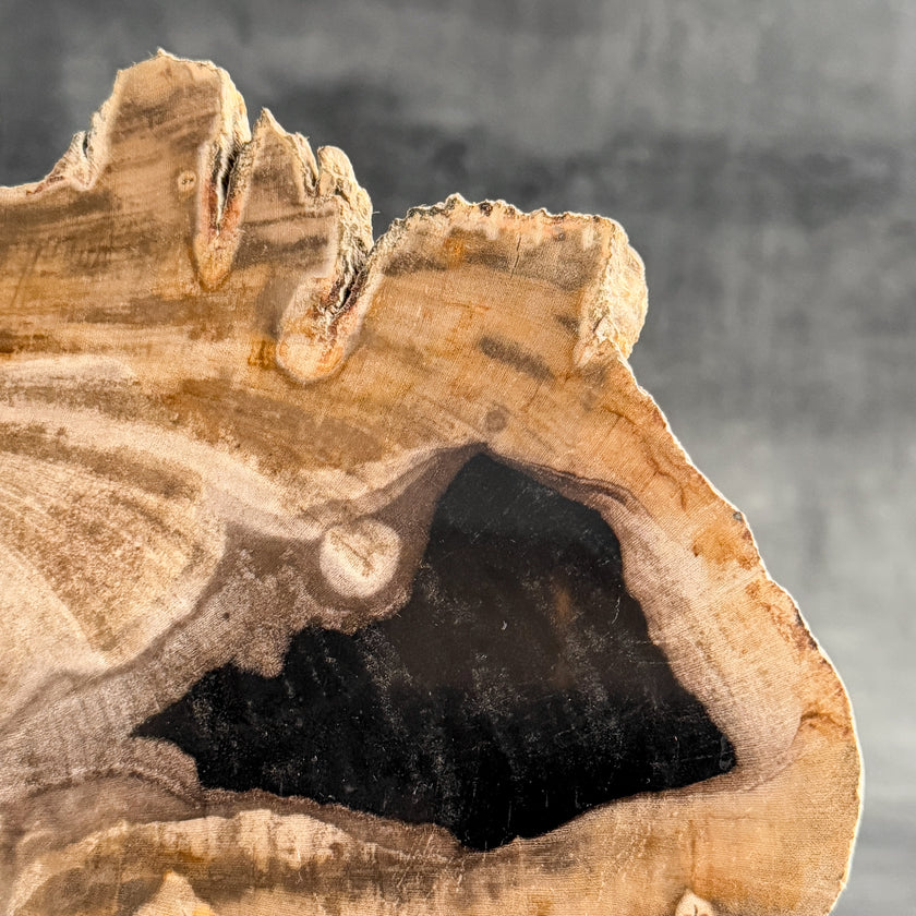 Stunning Petrified Wood Slice on Stand | PetW,A/004