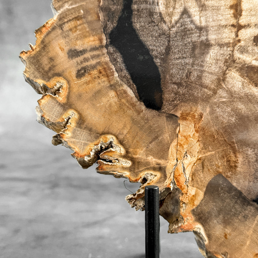 Stunning Petrified Wood Slice on Stand | PetW,A/004