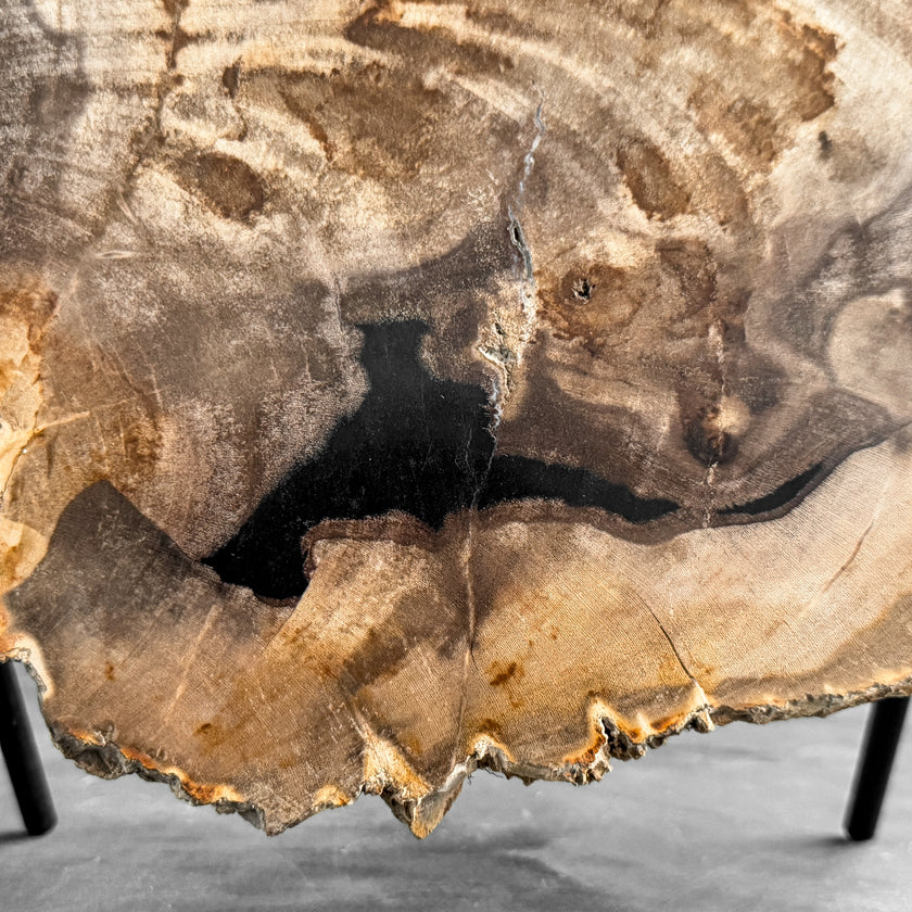 Stunning Petrified Wood Slice on Stand | PetW,A/004
