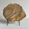 Beautiful Slice of Petrified Wood on stand PetW/093