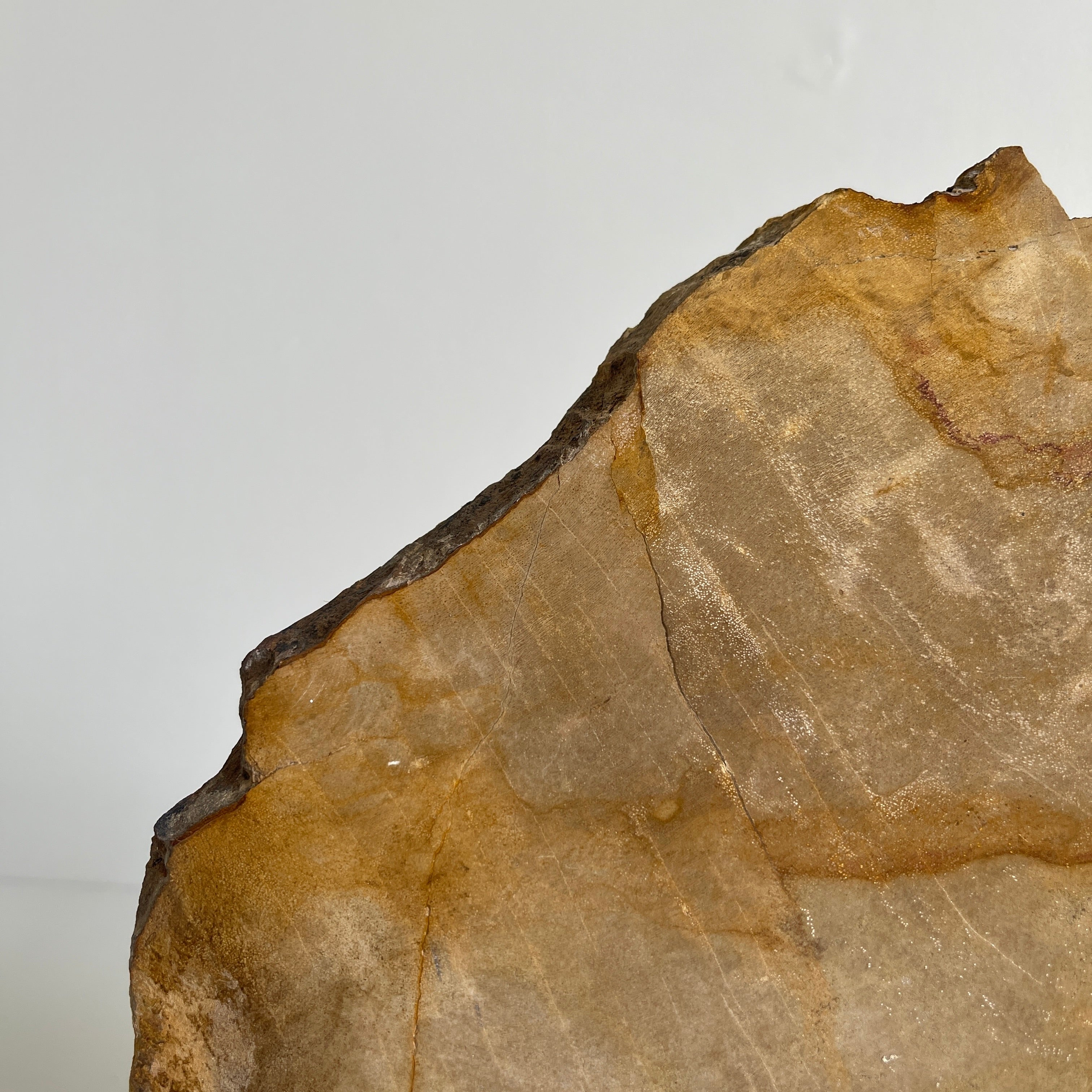 Beautiful Slice of Petrified Wood on stand PetW/093