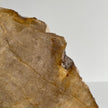 Beautiful Slice of Petrified Wood on stand PetW/093