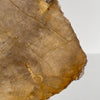 Beautiful Slice of Petrified Wood on stand PetW/093