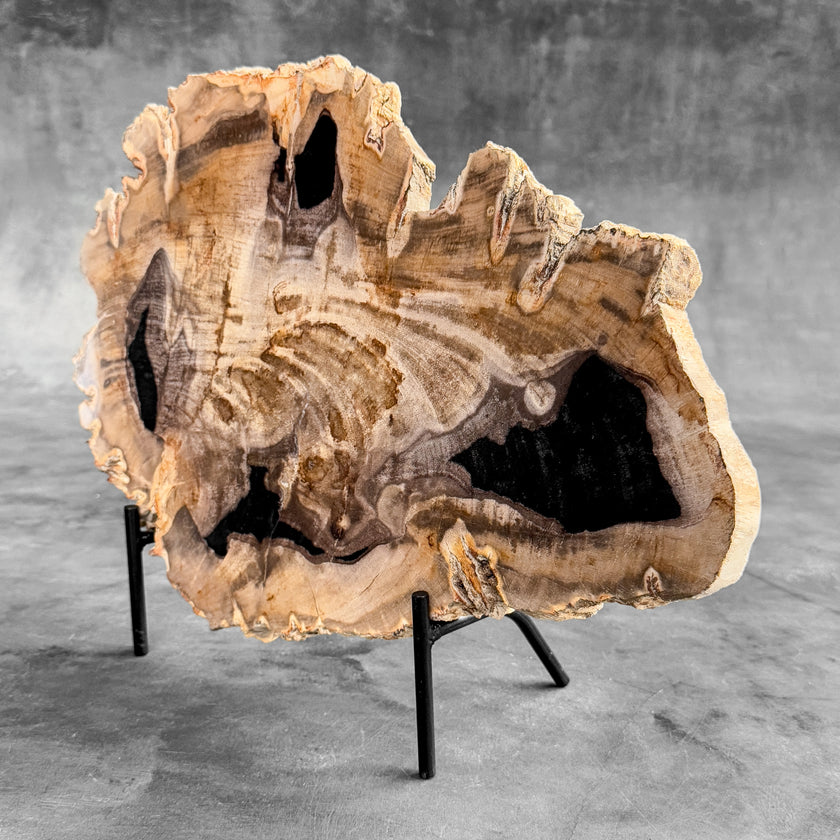Stunning Petrified Wood Slice on Stand | PetW,A/004