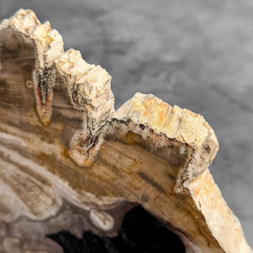 Stunning Petrified Wood Slice on Stand | PetW,A/004