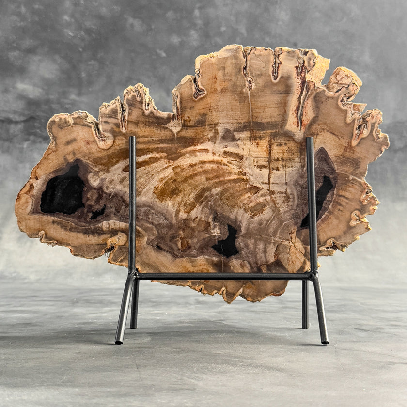 Stunning Petrified Wood Slice on Stand | PetW,A/004