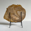 Beautiful Slice of Petrified Wood on stand PetW/093