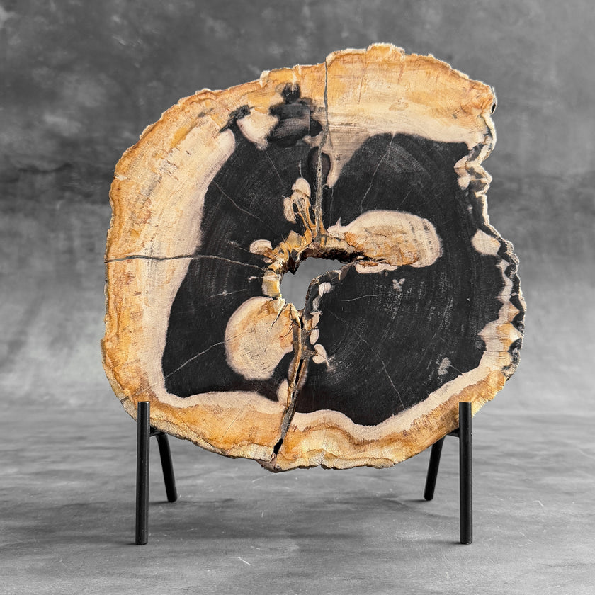 Stunning Petrified Wood Slice on Stand | PetW,A/002