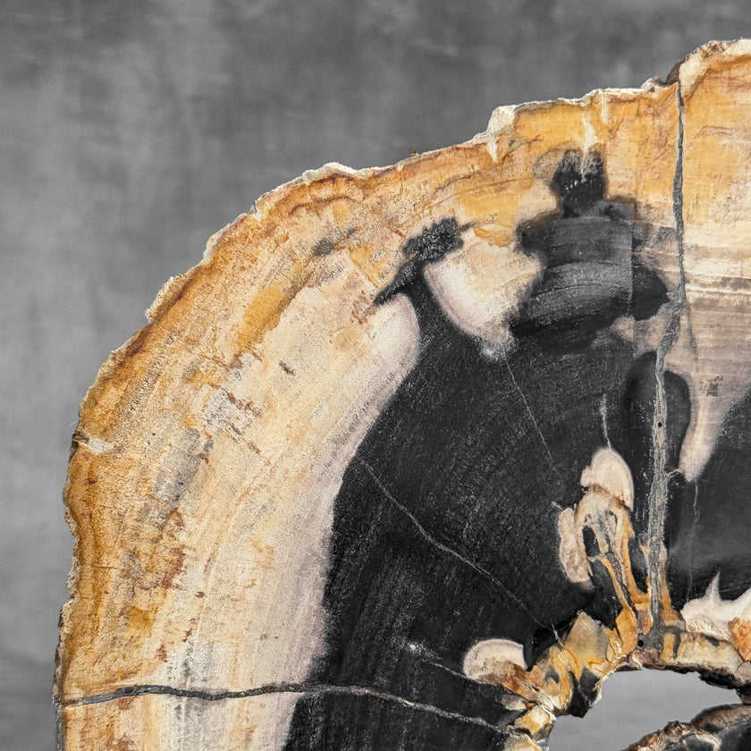 Stunning Petrified Wood Slice on Stand | PetW,A/002