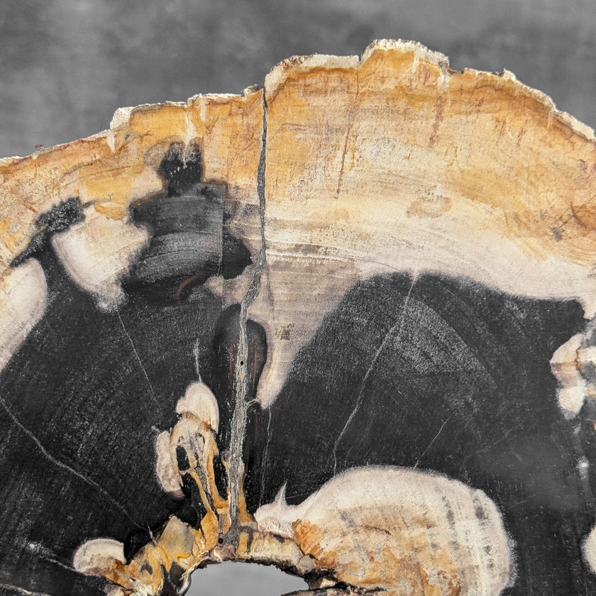 Stunning Petrified Wood Slice on Stand | PetW,A/002