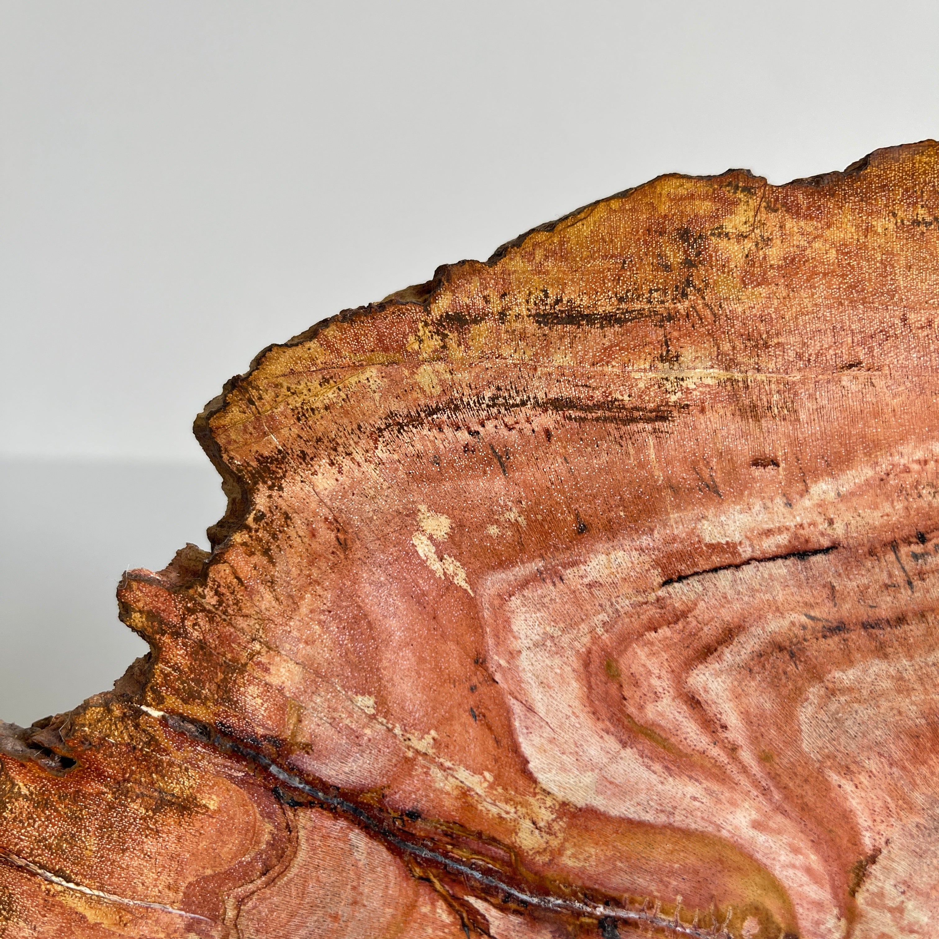 Beautiful Slice of Petrified Wood on stand PetW/091