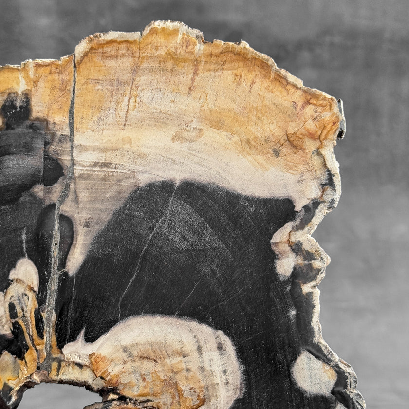 Stunning Petrified Wood Slice on Stand | PetW,A/002