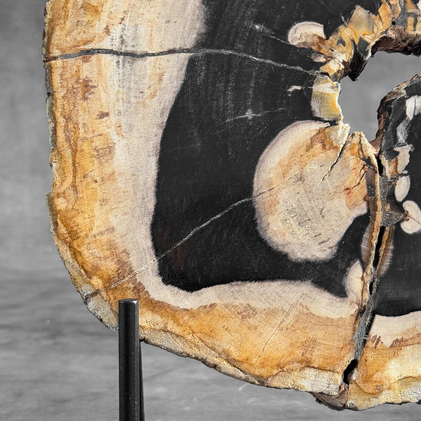 Stunning Petrified Wood Slice on Stand | PetW,A/002