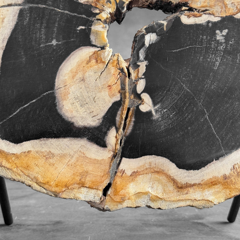 Stunning Petrified Wood Slice on Stand | PetW,A/002